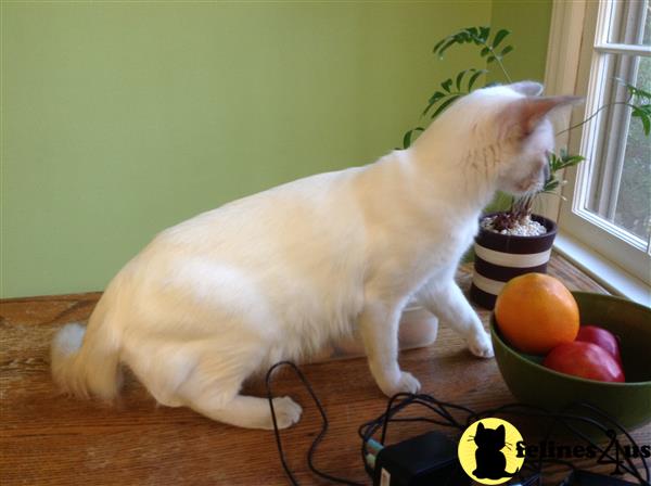 siamese_colorpoints Picture 2